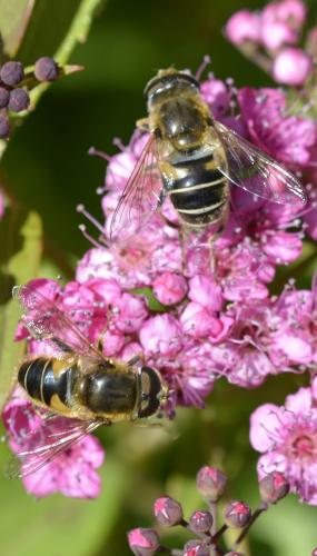 Réf. 307 858 : Eristalis nemorum